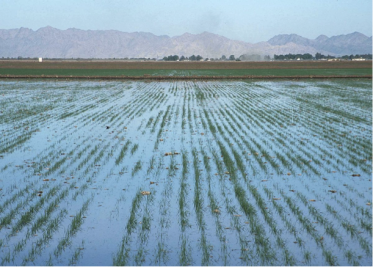 Level basin flood irrigation on wheat. Yuma, Az. 2002 Photo by Jeff Vanuga, USDA Natural Resources Conservation Service Source:http://photogallery.nrcs.usda.gov/Index.asp